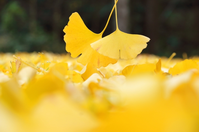 イチョウの葉　秋のイメージ