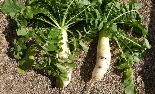 筆者が菌ちゃん農法で育てた安心・安全な大根