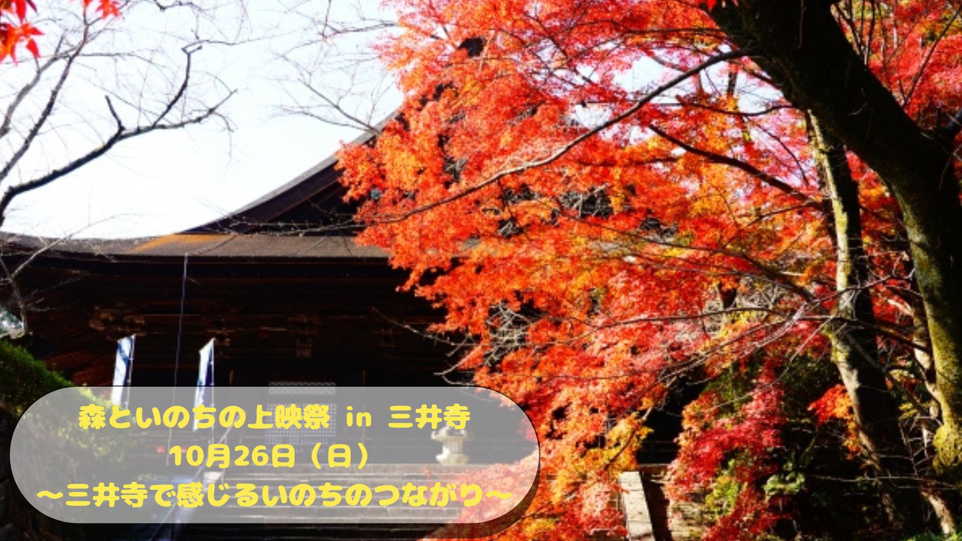 三井寺の紅葉と歴史ある建物。秋の静けさと“場の力”を感じる風景。