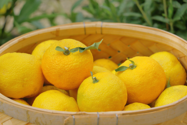 籠一杯に入ったゆずの画像