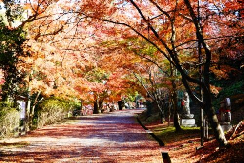 三井寺の紅葉の風景