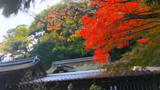 滋賀・三井寺円城寺の紅葉写真