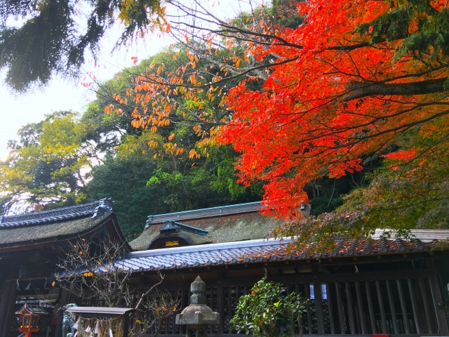 滋賀・三井寺円城寺の紅葉写真