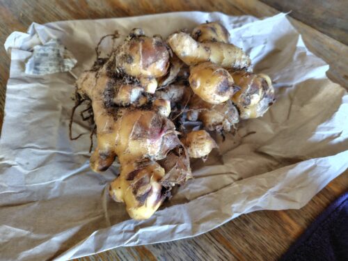 自宅で保管していた菌ちゃんファームの生姜。