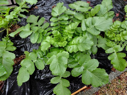 筆者自宅の庭で生育中の大根。肥料の代わりに木切れや木の葉、ぼろ雑巾を土に混ぜ込んでいる。