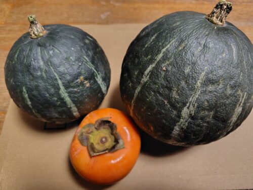 大小2個のかぼちゃと中央に柿が1個置いてある画像。柿と比較するとかぼちゃおよその大きさがわかる。