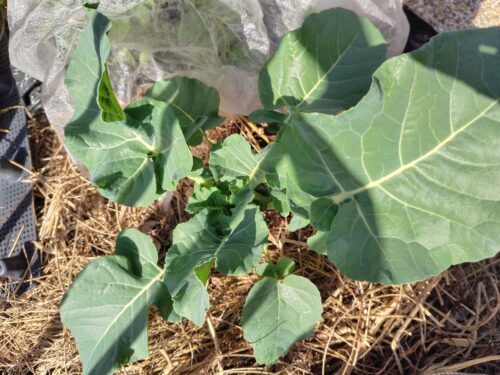 筆者宅の庭に植えてあるブロッコリー。草マルチで栽培している。