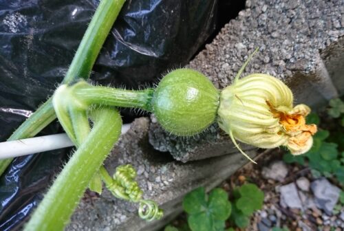 着果したてのかぼちゃ