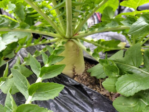 収穫前の菌ちゃん農法で栽培された大根の画像。