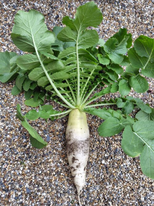 収穫した大根の画像。葉は青々と元気良く、また太く真っすぐに育っている。