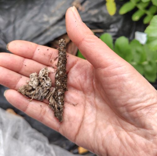 収穫した大根の周りの土を軽く掘り返した際に出てきた、木切れとぼろ布の残骸を手のひらに載せて撮影した写真。ぼろ布は糸状菌の餌として分解途中の状態。