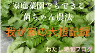 家庭菜園でもできる菌ちゃん農法で育てた大根の葉が、青々と茂っている様子を写した写真。わが家の大根の成長記録として撮影したもの。
