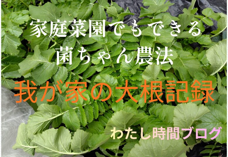 家庭菜園でもできる菌ちゃん農法で育てた大根の葉が、青々と茂っている様子を写した写真。わが家の大根の成長記録として撮影したもの。