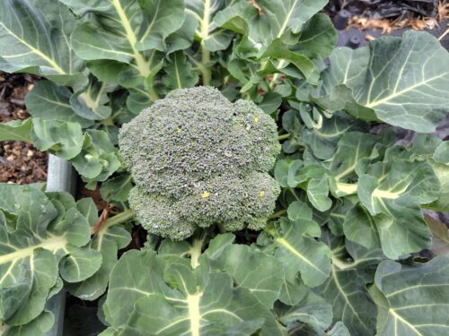 筆者の庭で育った大きなブロッコリー。小さな実践が暮らしを豊かにすることを象徴する写真。