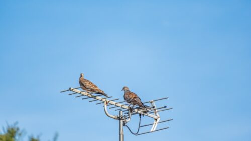 アンテナにとまって羽を休めている二羽の鳩の写真