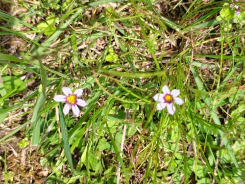 山道に咲くニワゼキショウの小さな花。