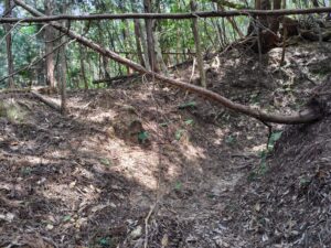 黒河道の山道。ところどころ、木が倒れている。