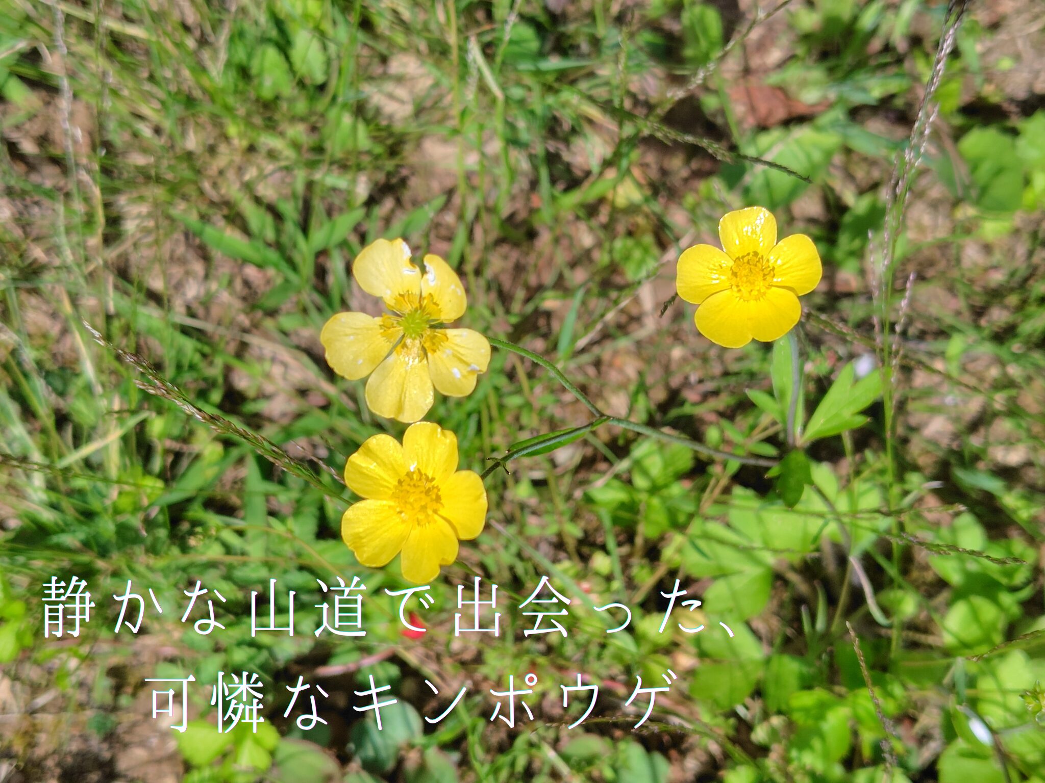 木漏れ日の中で可憐に咲くキンポウゲの黄色い花。静かな山道の脇にそっと咲いている様子。
