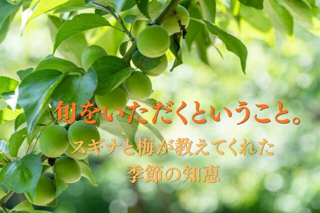 梅の枝に実る若い梅の実。初夏の陽光を受けて葉が輝き、背景は柔らかな緑の光に包まれている。画像中央に『旬をいただくということ。スギナと梅が教えてくれた季節の知恵』という文字が重ねられている。