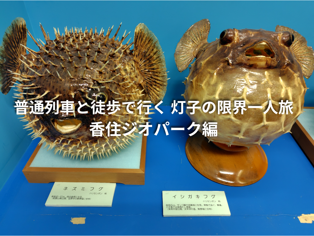 香美町立ジオパークと海の文化館に展示されているネズミフグ（左）とイシガキフグ（右）のはく製。タイトル文字が中央に配置されたアイキャッチ画像。