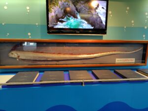 リュウグウノツカイのはく製の写真