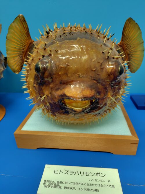 ヒトズラハリセンボンのはく製の写真。