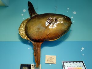 マンボウのはく製